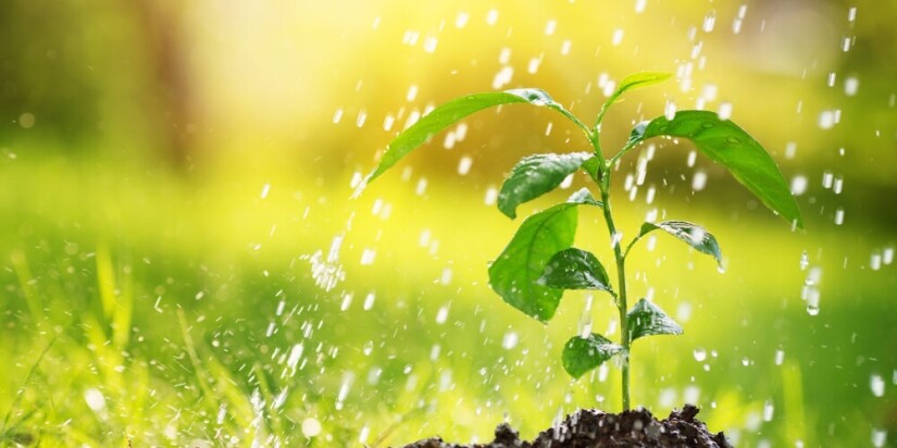 water drops falling onto tree sprout