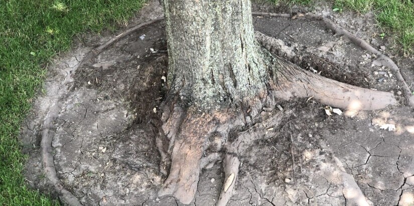 mulching trees how to put mulch around a tree