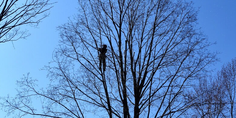 arborist-structural-pruning-in-tree-1 A person in climbing gear is high up in a leafless tree, surrounded by branches against a clear blue sky, showcasing the expertise of tree removal Madison professionals.