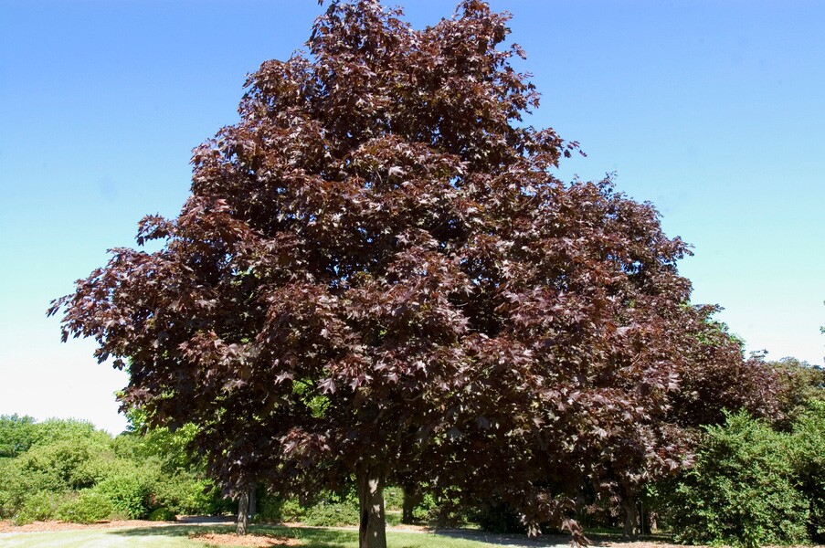 A large tree with dense, dark purple leaves stands in a grassy area under a clear blue sky, surrounded by other green trees and shrubs—an inspiring scene for those interested in Madison WI landscaping services or professional tree planting Madison.