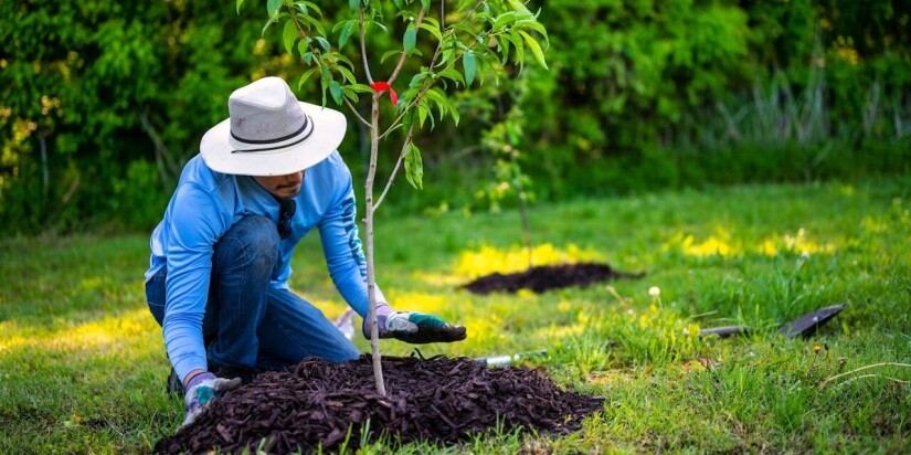 pexels-alfo-medeiros-11534117 Man in a blue shirt planting a tree