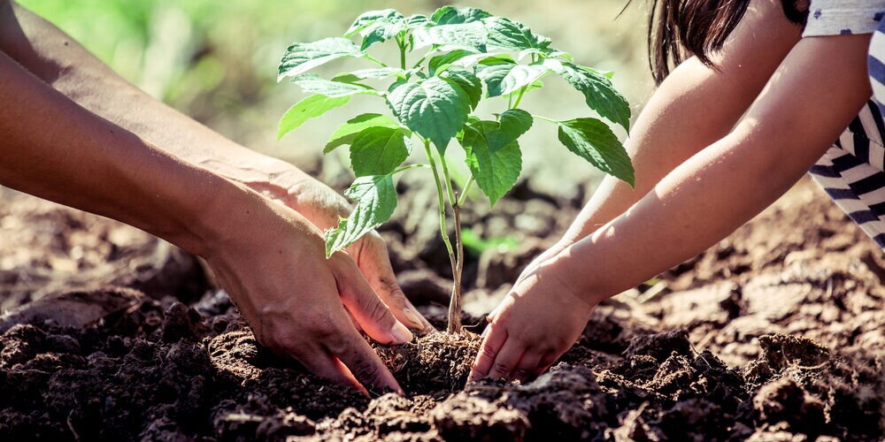 Close-up of an adult and child’s hands planting a young green plant in soil outdoors, sunlight illuminating the leaves—a beautiful moment that reflects care and dedication like professional Madison tree care services.