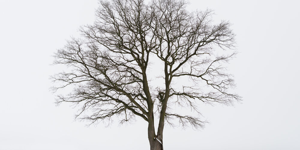 Freestanding,Tree,In,Winter A leafless tree stands alone in a snowy landscape, its bare branches reaching wide against a white, overcast sky—a serene scene highlighting the importance of professional tree pruning madison for winter care.