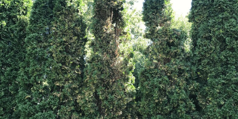 arborvitae turning brown arborvitae with brown spots