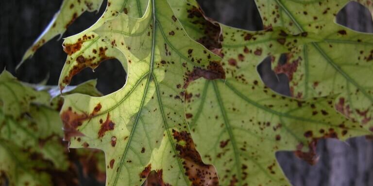 bur-oak-blight bur oak blight on leaves
