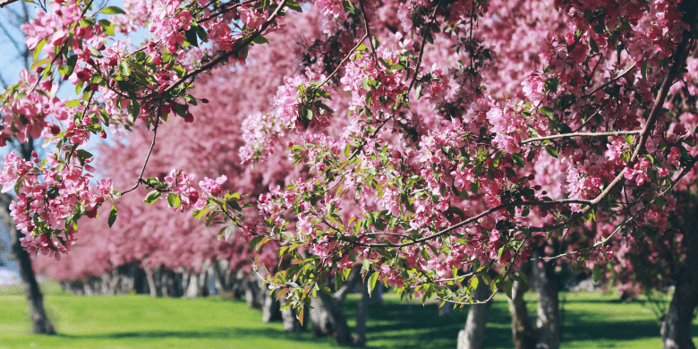 best-time-of-year-to-prune-trees A row of trees covered with bright pink blossoms stands on a grassy field under a clear blue sky. In the foreground, a branch with pink flowers is highlighted by sunlight, showcasing the beauty that expert tree pruning Madison can bring to your landscape.