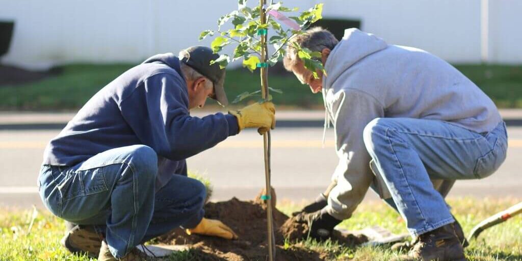 planting trees in summer men planting trees