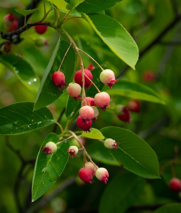 Clusters of small, round red and pale green berries hang from branches among oval green leaves, with a soft, blurred green background—an ideal setting to showcase expert tree pruning madison services.