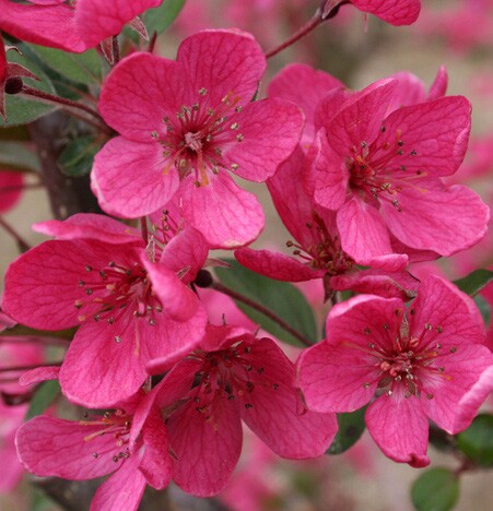 Cluster of vibrant pink flowers with delicate petals and visible stamens, surrounded by green leaves. The softly blurred background of more blossoms highlights their fresh beauty—perfect inspiration for Madison WI landscaping services or tree planting in Madison.