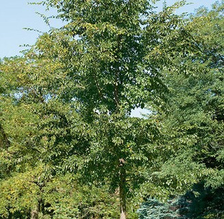 A tall tree with a straight trunk and dense green foliage stands in a sunlit park, surrounded by other leafy trees and greenery, highlighting the impact of expert tree planting Madison services against a clear blue sky.