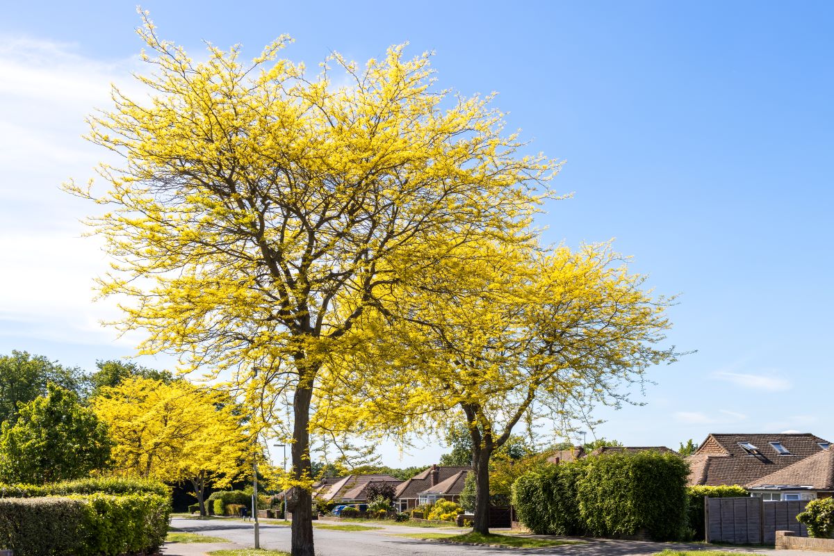 A quiet suburban street lined with houses and lush hedges features tall Sunburst Honey Locust trees with bright yellow leaves, expertly maintained by Madison tree care services, under a clear blue sky on a sunny day.