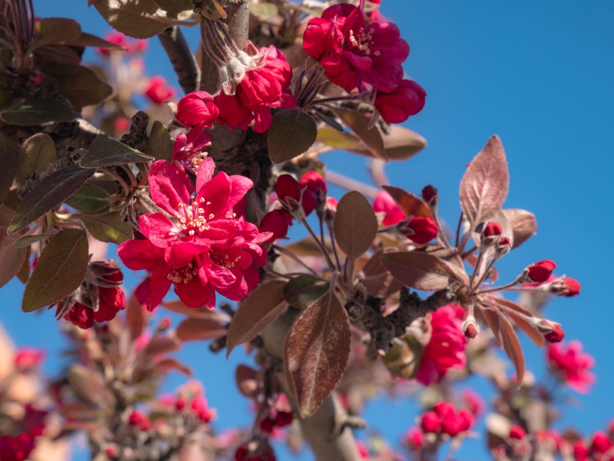 Bright red Royal Raindrops Crabapple flowers and reddish-brown leaves on a branch stand out against a clear blue sky. Some buds are closed, others bloom—natural beauty maintained by expert tree trimming Madison services.