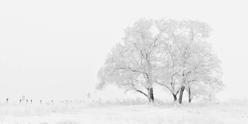 Deciduous trees in need of winter tree care in Wisconsin.