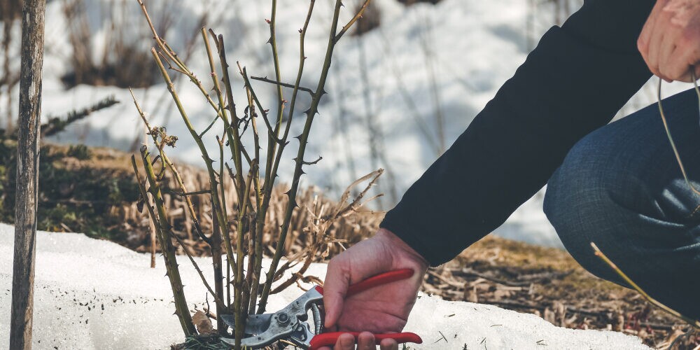 Gardener,Cutting,Back,Shoots,And,Branches,On,A,Rose,Shrub A person in a dark sleeve uses red-handled pruning shears to trim a small shrub surrounded by snow, with early spring sunlight highlighting the scene—a glimpse of expert tree pruning Madison even as winter lingers.