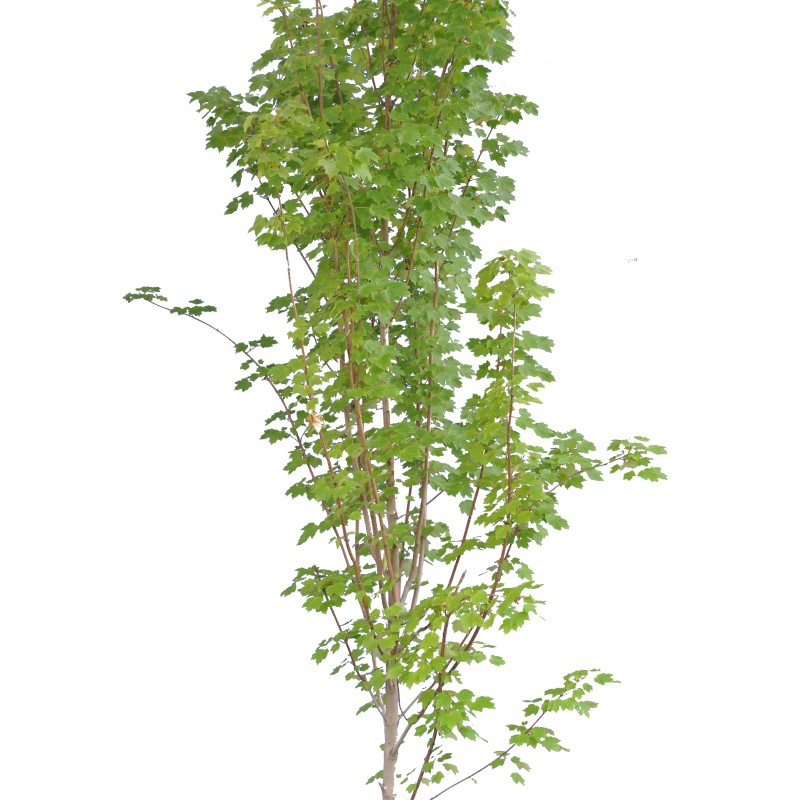 A young tree with slender branches and green, maple-shaped leaves, isolated on a white background, ideal for those seeking professional tree trimming Madison services.
