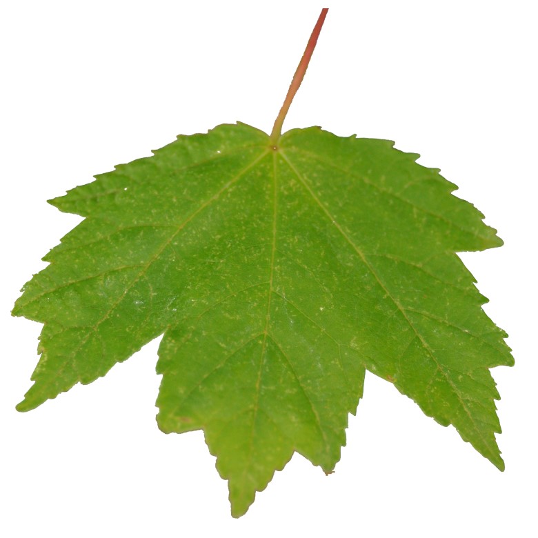 A single green maple leaf with pointed lobes and serrated edges, shown against a white background—a symbol of expert Madison tree care services.
