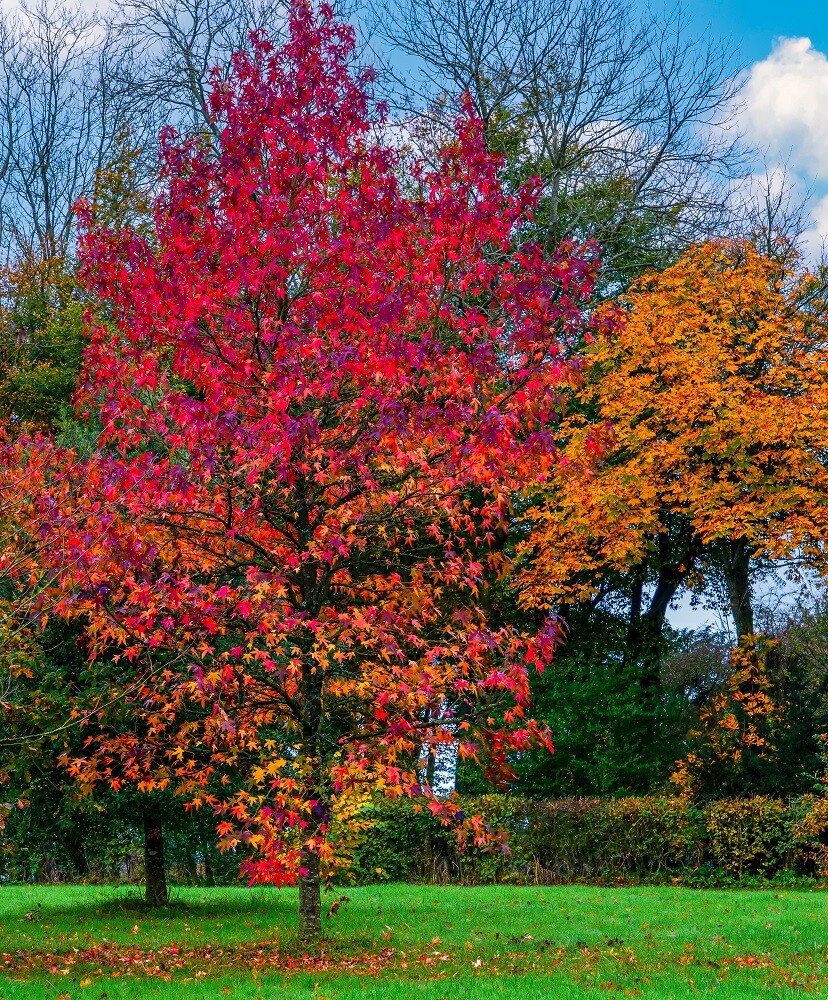 A vibrant autumn scene with a tree displaying bright red leaves in the foreground, surrounded by orange and green foliage, set against a blue sky with scattered clouds. Showcases the beauty of Madison WI landscaping services. Grass covers the ground.