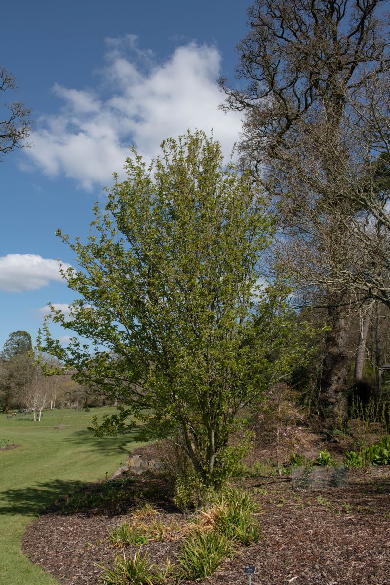 A Multi-Stem Autumn Brilliance stands in a landscaped garden with mulch and grass under a blue sky; other trees and plants, expertly maintained by Madison tree care services, appear in the background.
