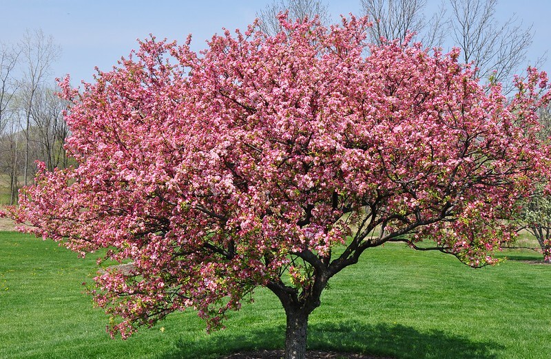 A Red Splendor Crabapple, covered in bright pink blossoms, stands on a manicured green lawn with leafless trees and a clear blue sky in the background.